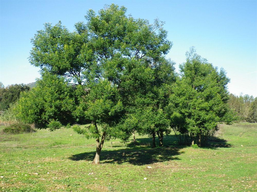 Agriturismo Sa Murta In Sennariolo-Oristano Dış mekan fotoğraf